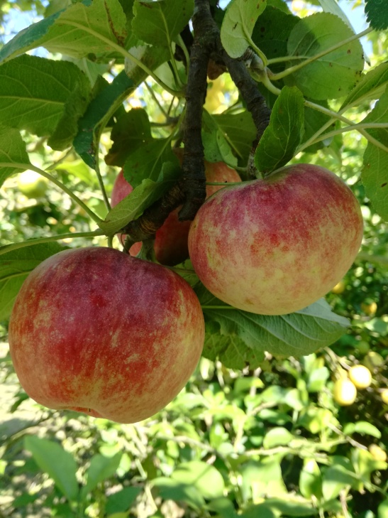 Manzanas de San Juan en Caldones